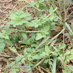 Paspalum scrobiculatum