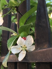 Malus