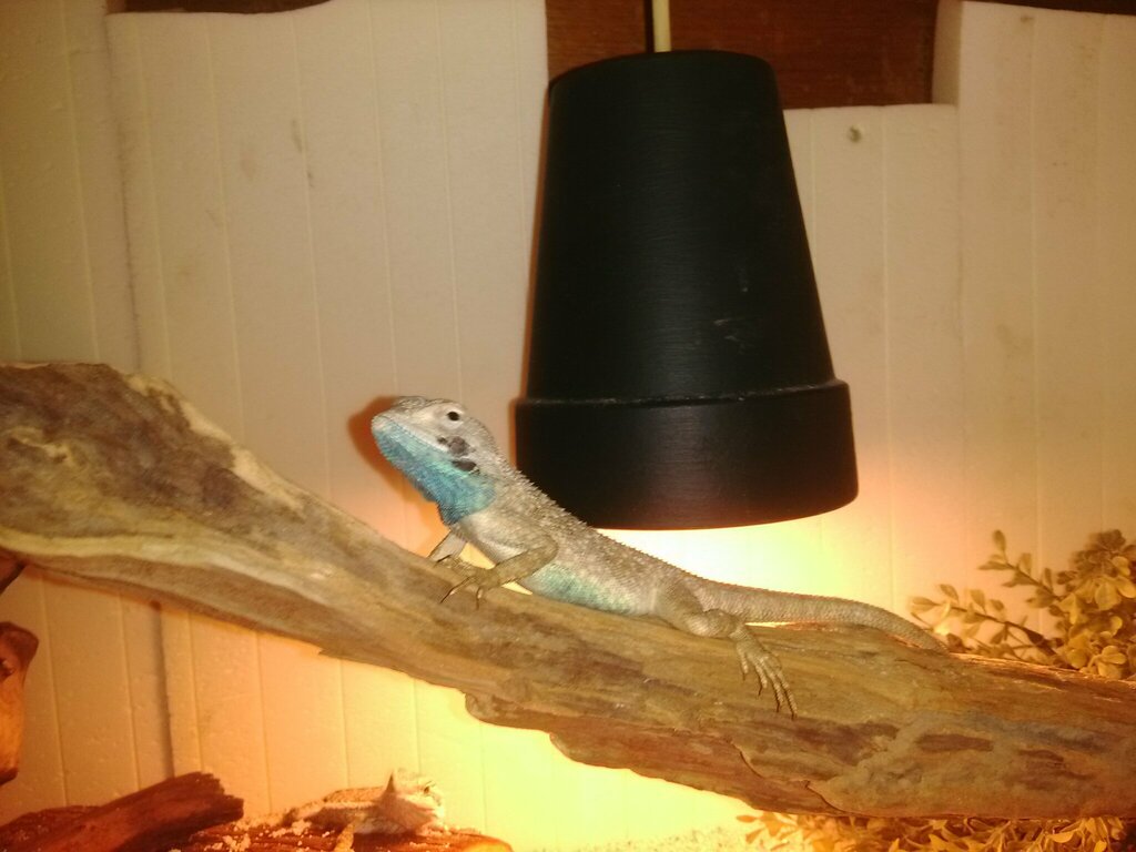 Schmitz’s Agama