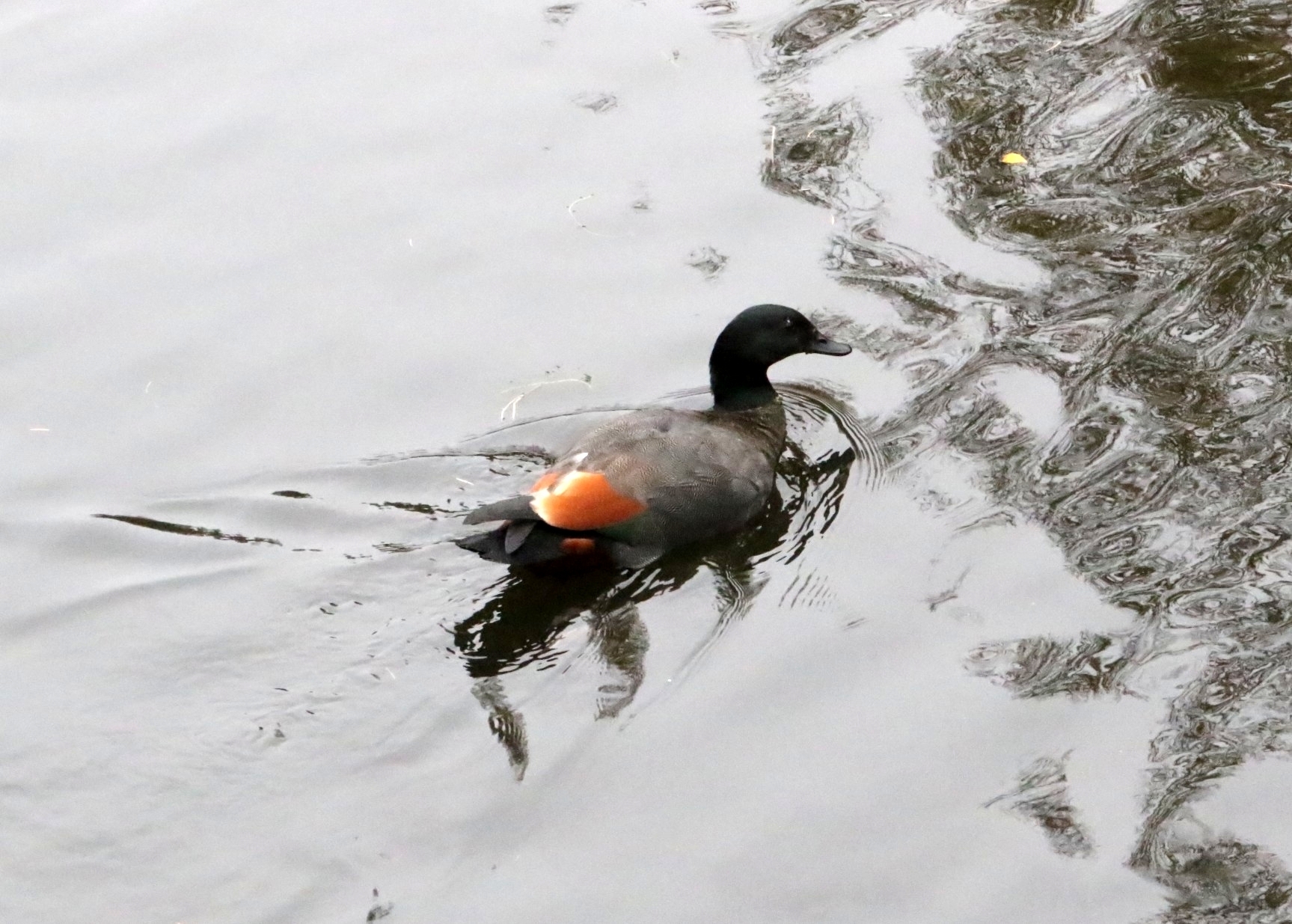 paradise shelduck, pato-do-paraíso, tadorne de paradis, tarro maorí