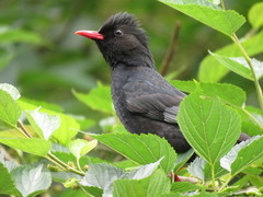 Black Bulbul photo 5