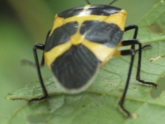 Arocera apta
