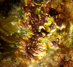 Schizoporella errata