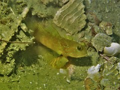 Cryptocentrus sericus