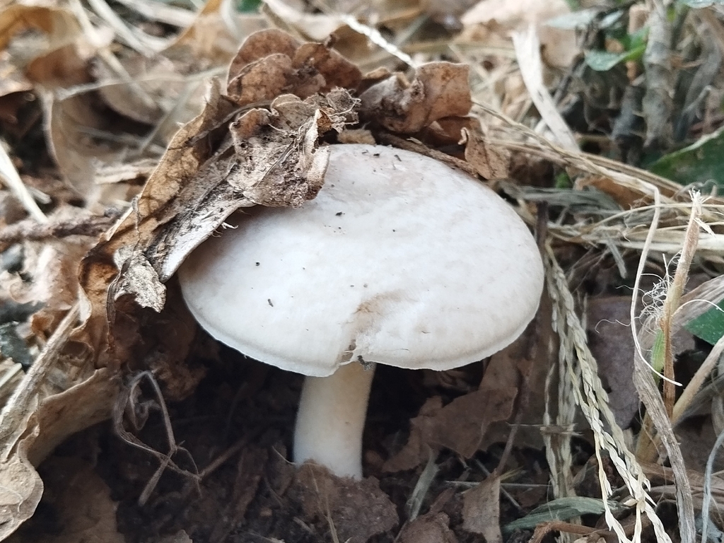 Agaricus sylvicola · April 2024 · photo: © pablocauapc (iNaturalist, cc-by)