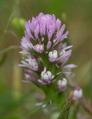 Castilleja densiflora