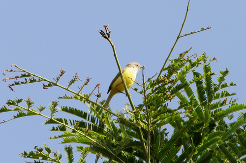 Senegal Eremomela (Eremomela pusilla), photo 3
