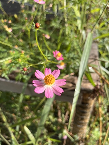 Cosmos caudatus