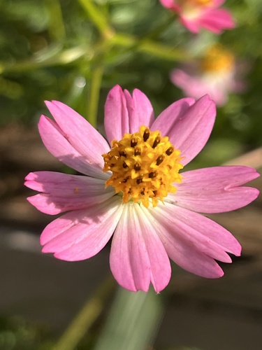 Cosmos caudatus