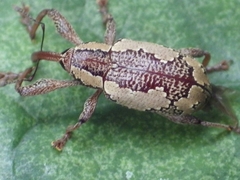 Heilipus odoratus
