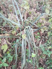 Dasylirion berlandieri