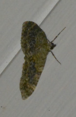 Acasis viretata