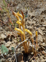 Aphyllon franciscanum