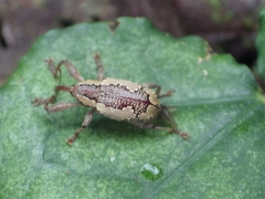Heilipus odoratus