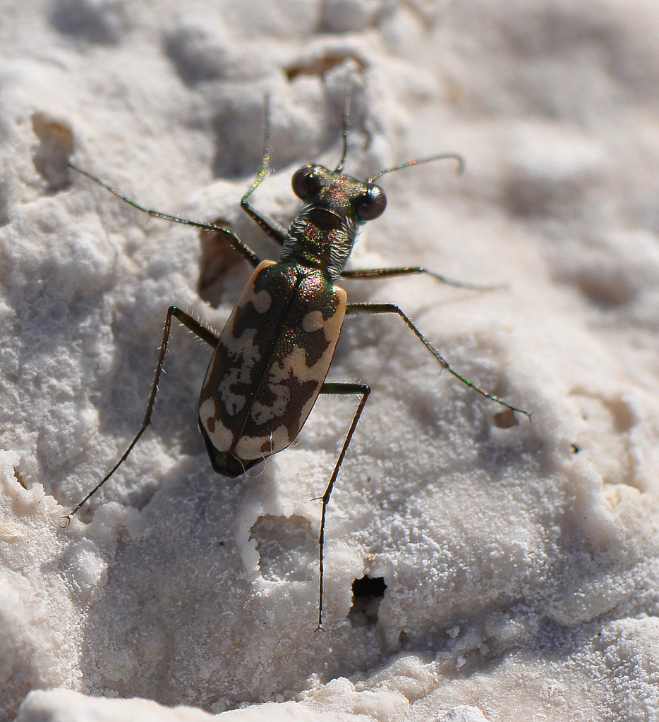 Cylindera zaza