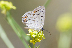 Tharsalea xanthoides