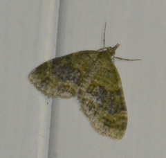 Acasis viretata
