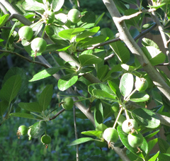 Malus ioensis texana
