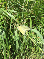 Pieris rapae