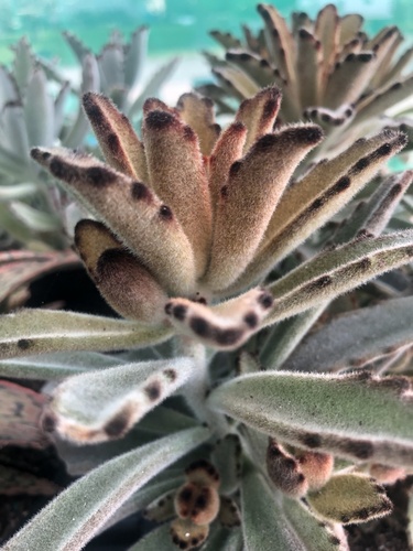 Foto de Planta-panda