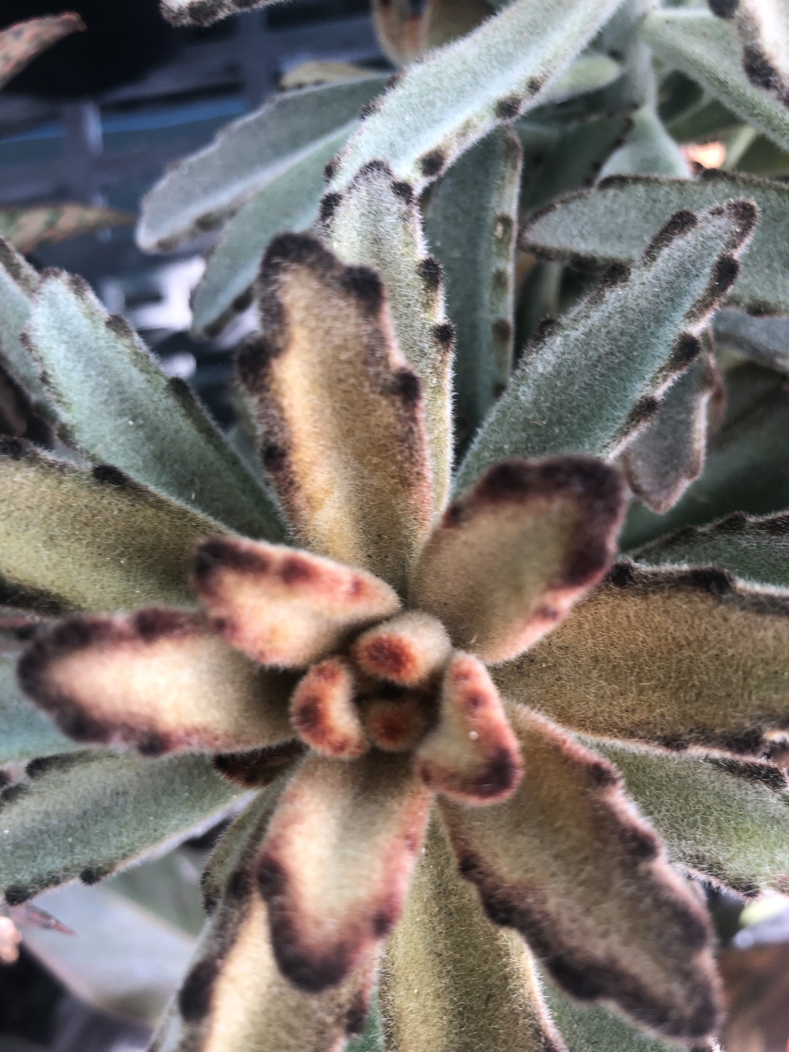 Imagem de Planta-panda