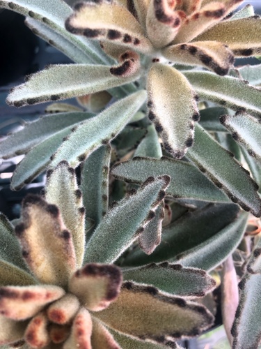 Foto de Planta-panda