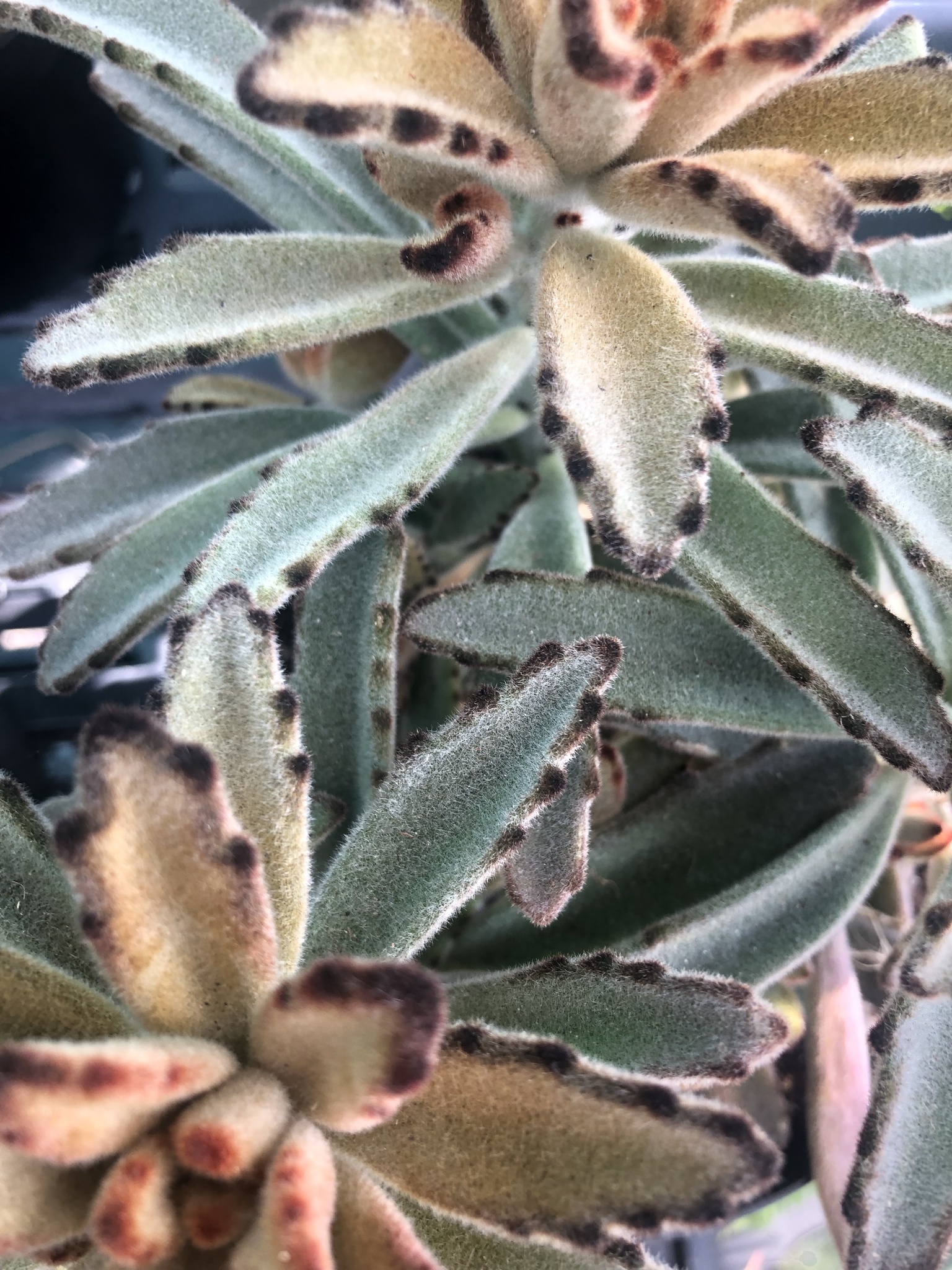 Imagem de Planta-panda