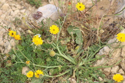 Image of Picris Amalecitana (Picris amalecitana) by (c) yelena_antipova, some rights reserved (CC BY)
