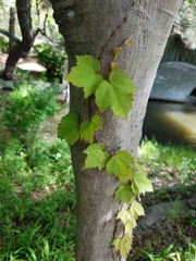 Parthenocissus tricuspidata