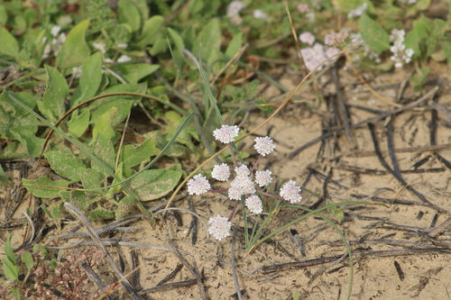 Image of Daucus glaber by (c) yelena_antipova, some rights reserved (CC BY)