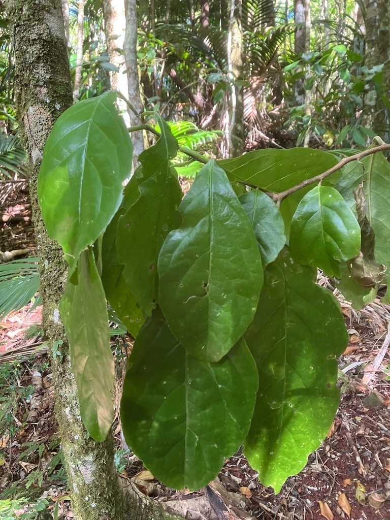 Pennantia endlicheri