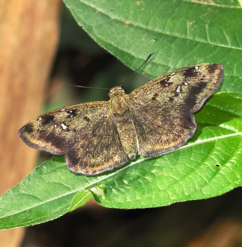 Common Elfin