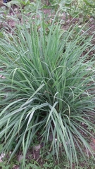 Cymbopogon citratus