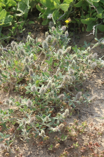 Image of Trifolium palaestinum by (c) yelena_antipova, some rights reserved (CC BY)