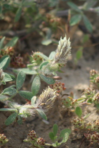 Image of Trifolium palaestinum by (c) yelena_antipova, some rights reserved (CC BY)