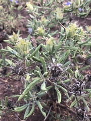 Blepharis subvolubilis