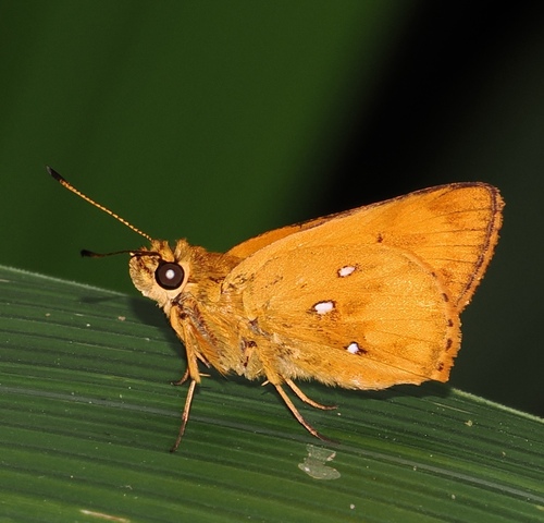 Large White-spots