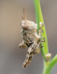 Oedaleonotus phryneicus