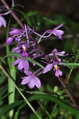 Calanthe madagascariensis