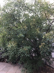 Fraxinus cuspidata