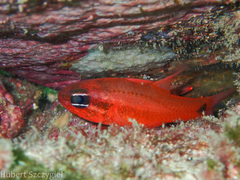 Tailspot Cardinalfish photo 3