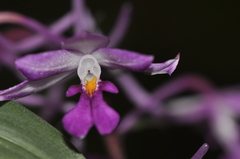 Calanthe madagascariensis