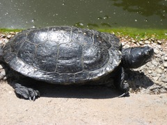 Trachemys scripta elegans