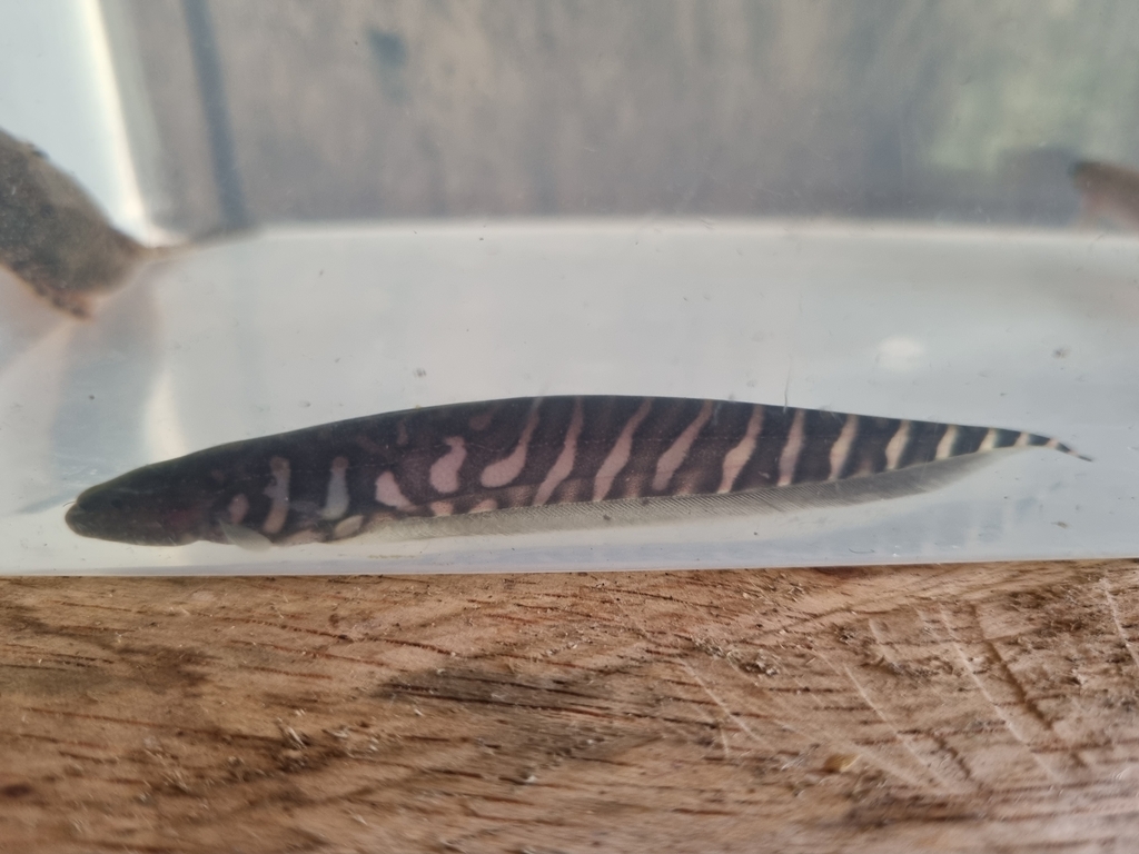 Tiger banded knifefish (Gymnotus tigre) — Gymnotidae