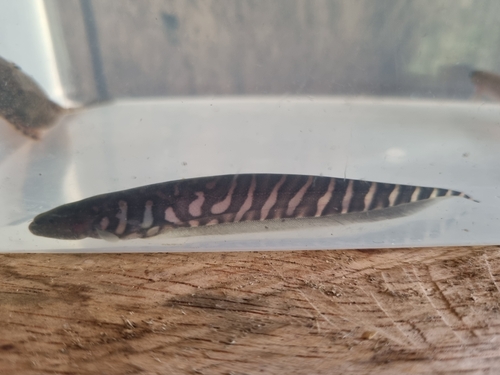 Tiger banded knifefish (Gymnotus tigre) — Gymnotidae