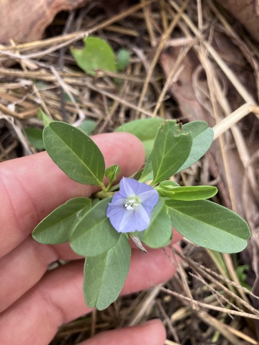 Oval-leaf clustervine (Jacquemontia ovalifolia)