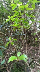 Schisandra arisanensis