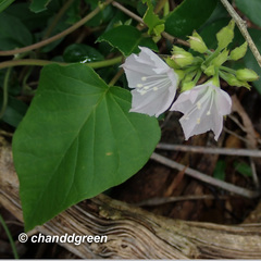 Jacquemontia paniculata