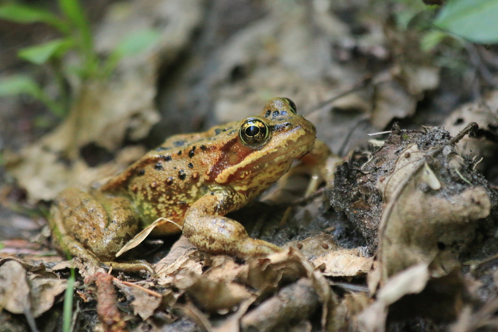 Cascades Frog in May 2016 by Zach Hawn · iNaturalist