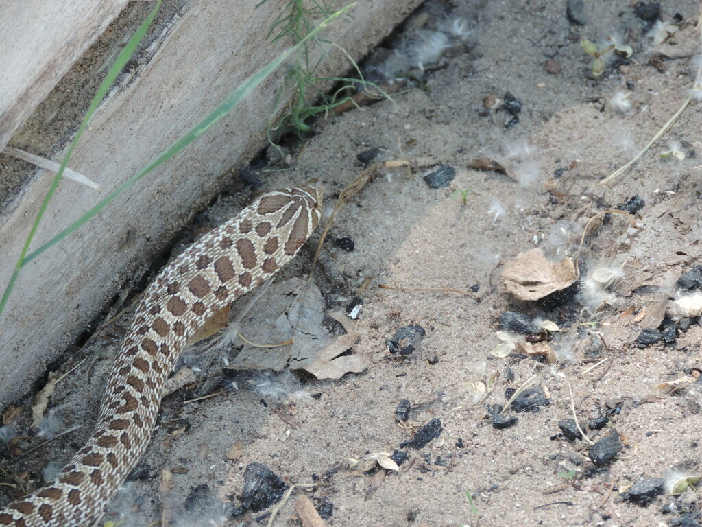 Plains Hognose Snake from Prewitt Reservoir, Colorado 80741, USA on ...